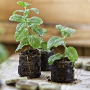 Anzuchtquelltabs, 100 Stk.