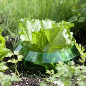 Schnecken-Schutzring, Inhalt 6 Stück